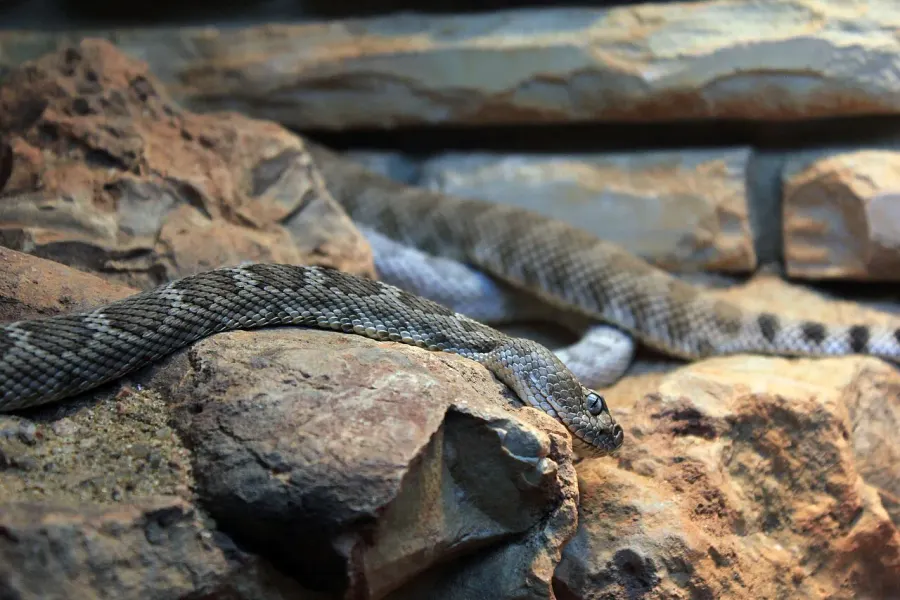 The Crotalus catalinensis card