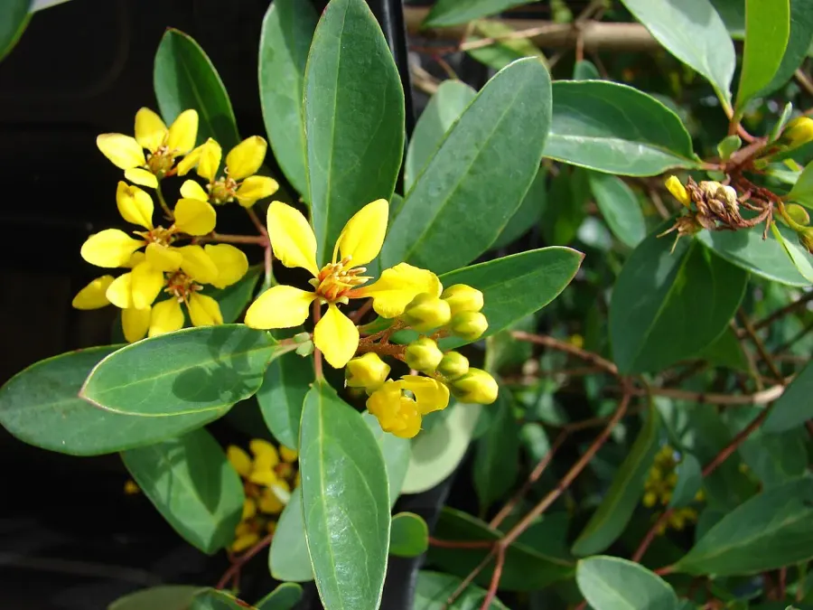 La carte Malpighiaceae