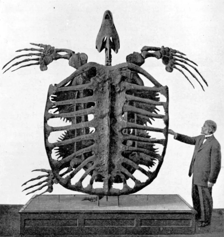 La carte Archelon