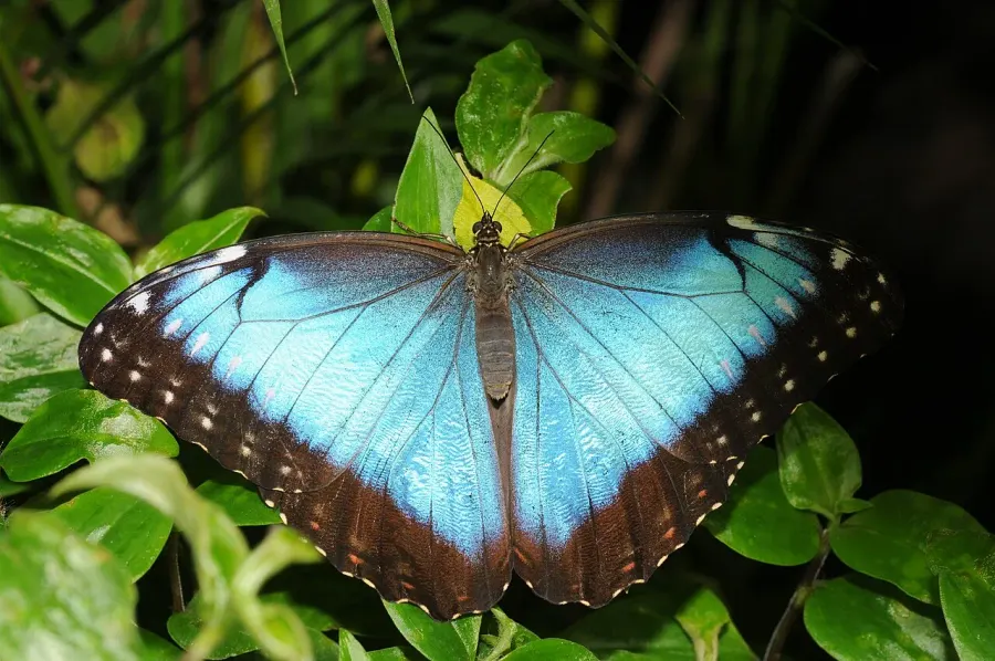 The Morpho peleides card