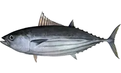 La carte Katsuwonus pelamis