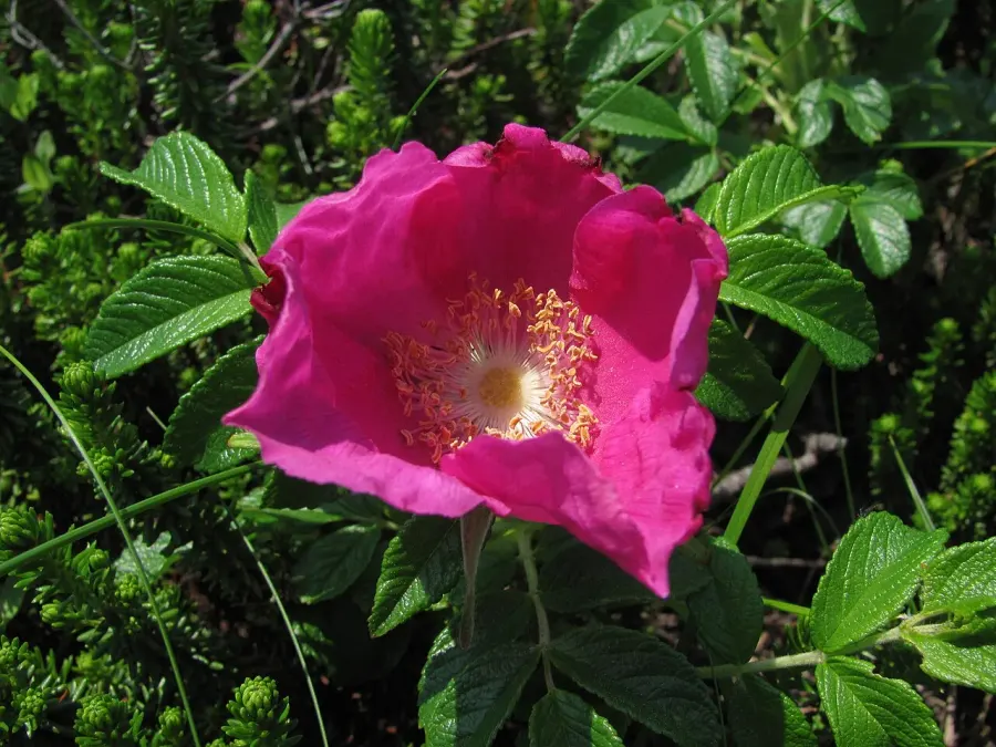 The Rosa rugosa card
