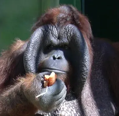 La carte Hominidae