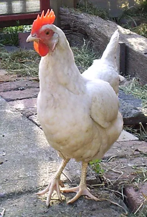 La carte Leghorn