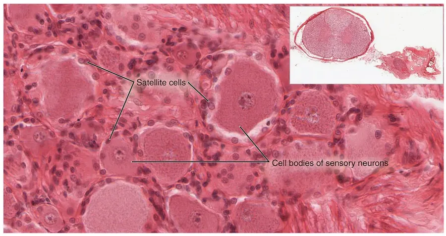 The Satellite glial cell card