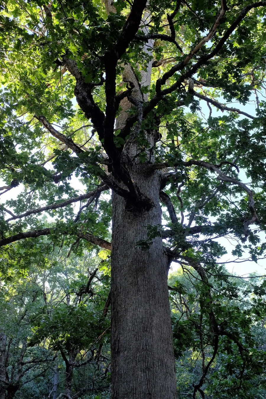 La carte Quercus vulcanica