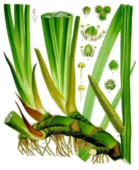 The Acoraceae card