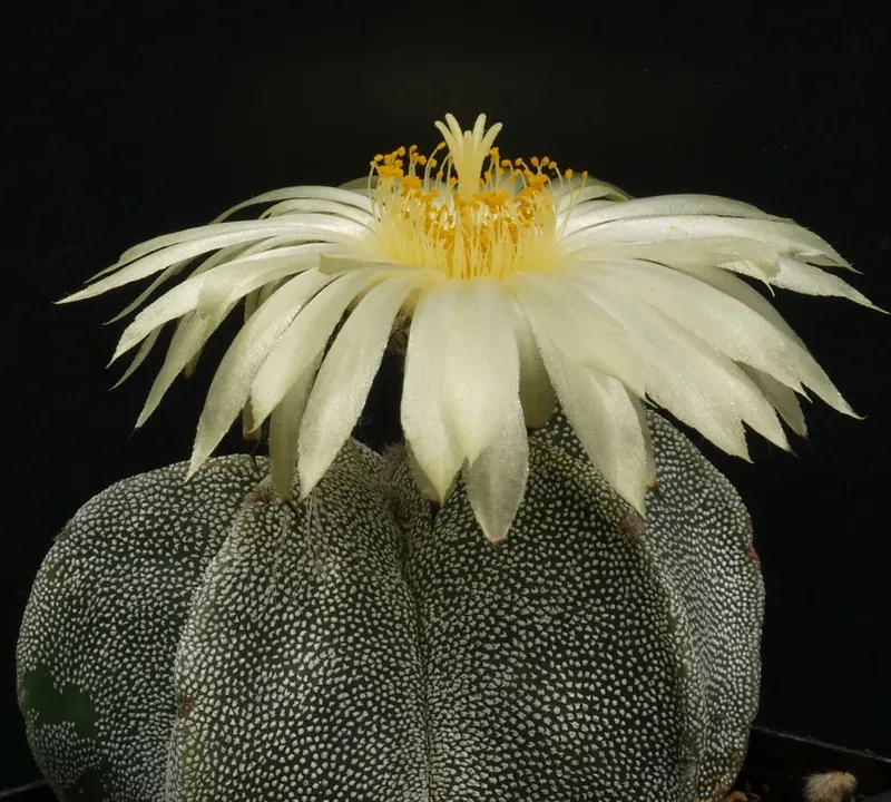 La carte Astrophytum myriostigma