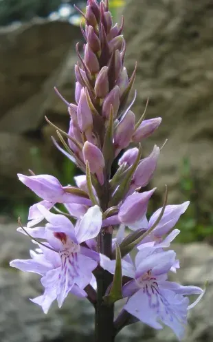 La carte Orchis de Fuchs