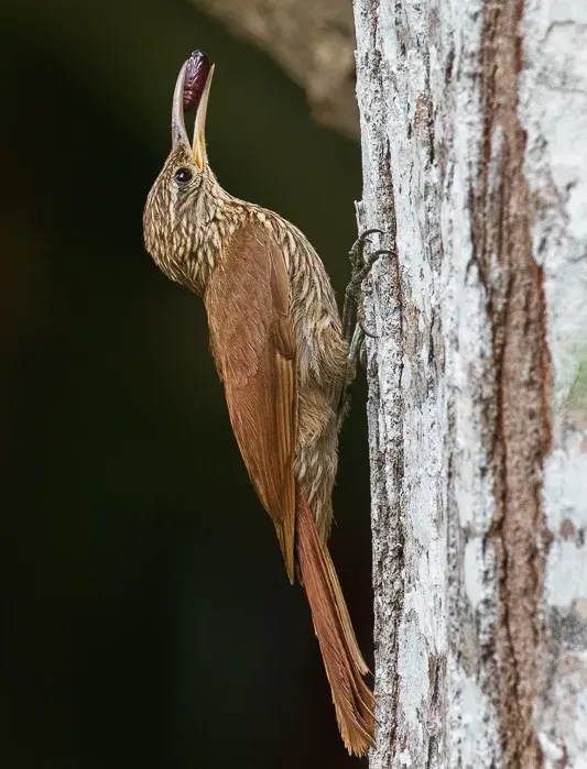 The Streak-headed woodcreeper card