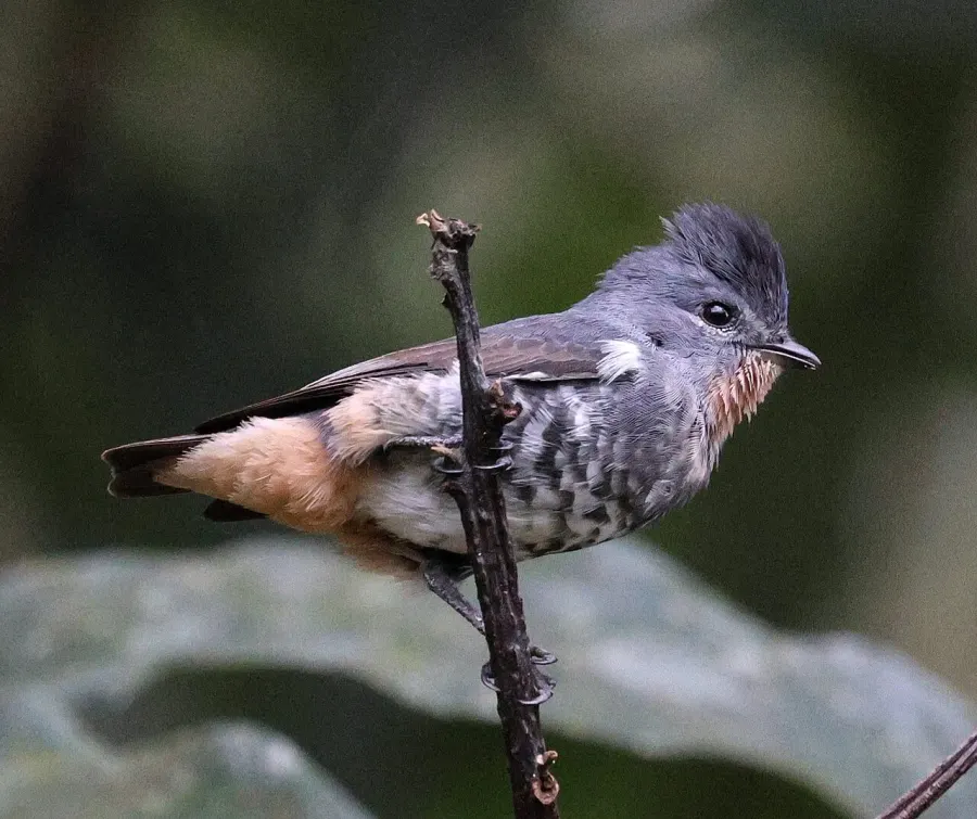 The Buff-throated purpletuft card