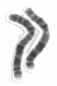La carte Chromosome 2 humain