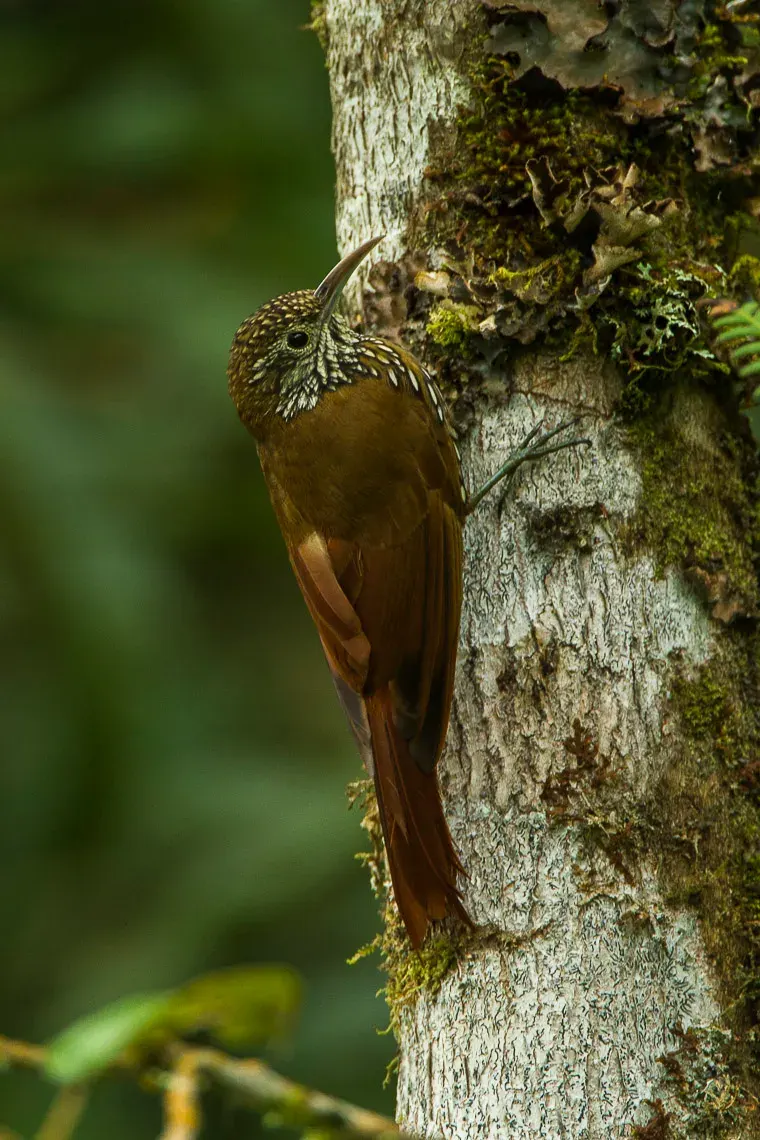 The Montane woodcreeper card
