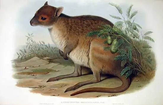 La carte Lagorchestes conspicillatus