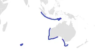 La carte Centrophorus westraliensis