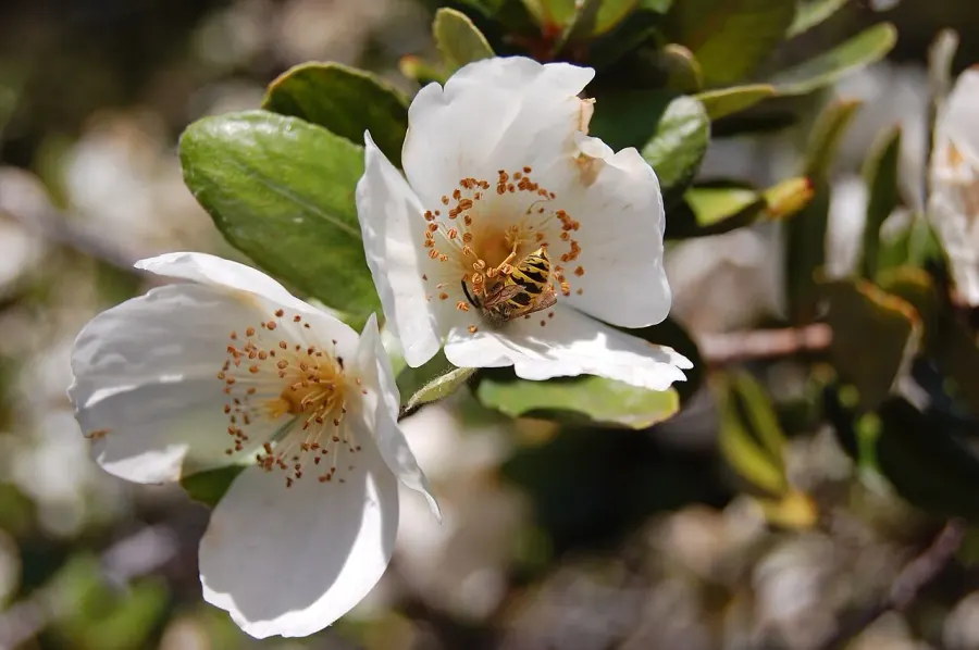 La carte Eucryphia