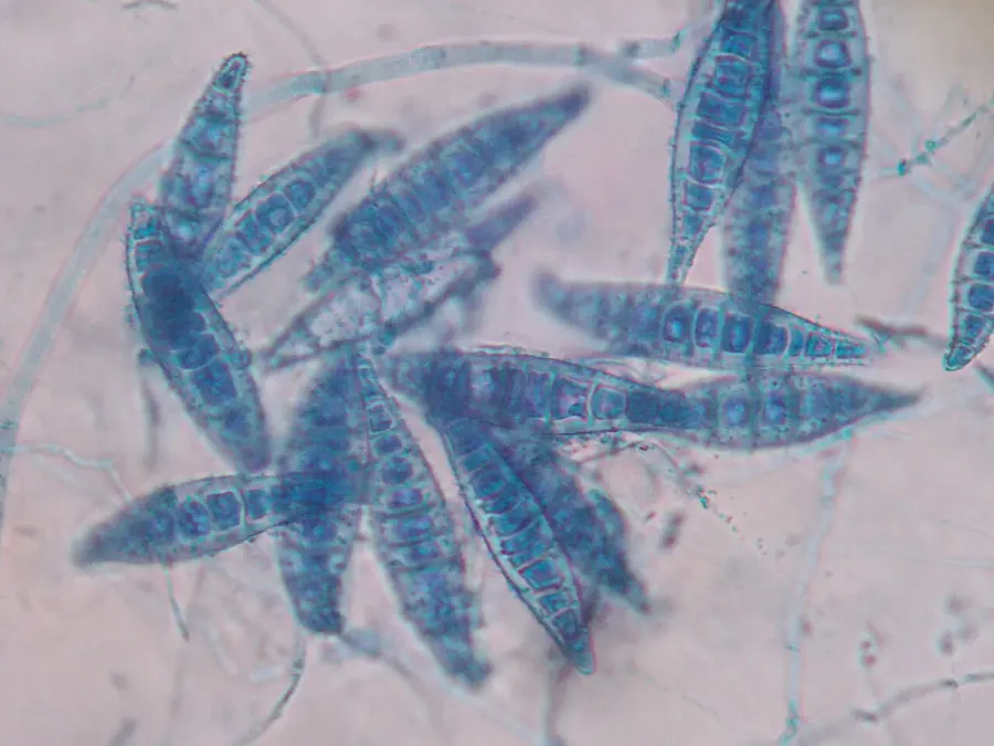 La carte Microsporum