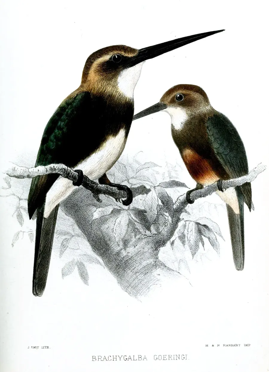 La carte Brachygalba