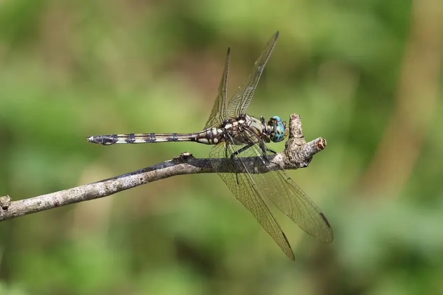 La carte Orthetrum trinacria