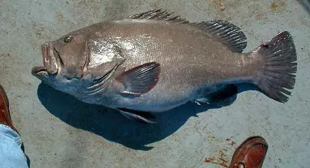 La carte Hyporthodus nigritus