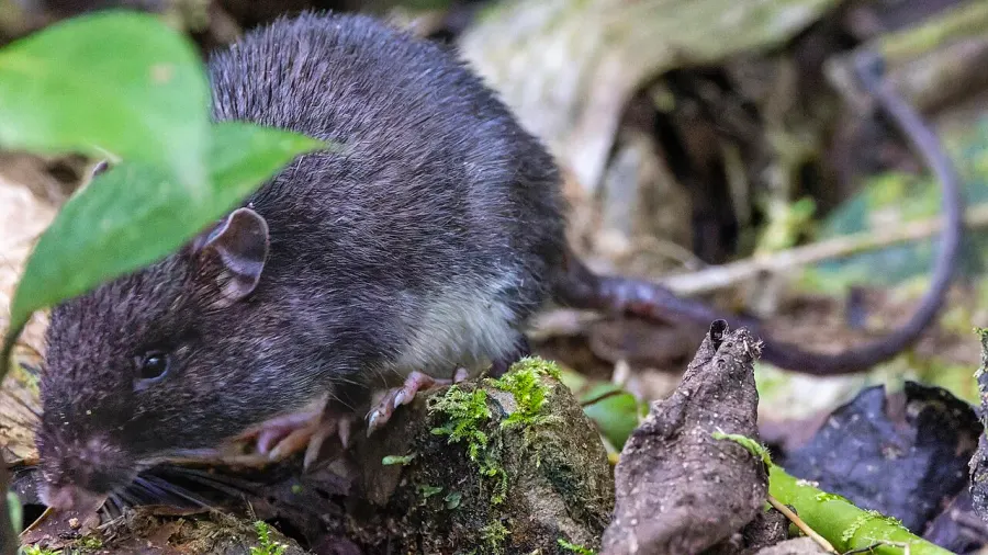 The Southern spiny pocket mouse card