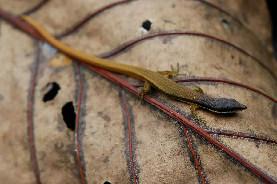 The Cercosaura card