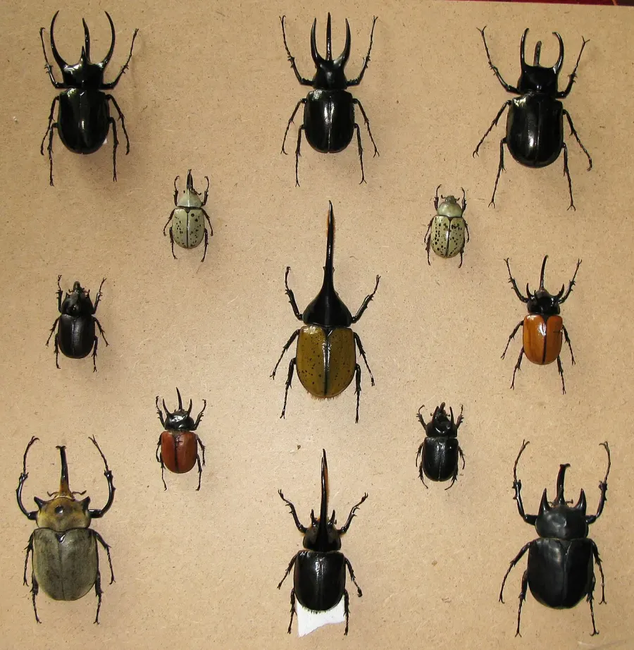 La carte Dynastinae
