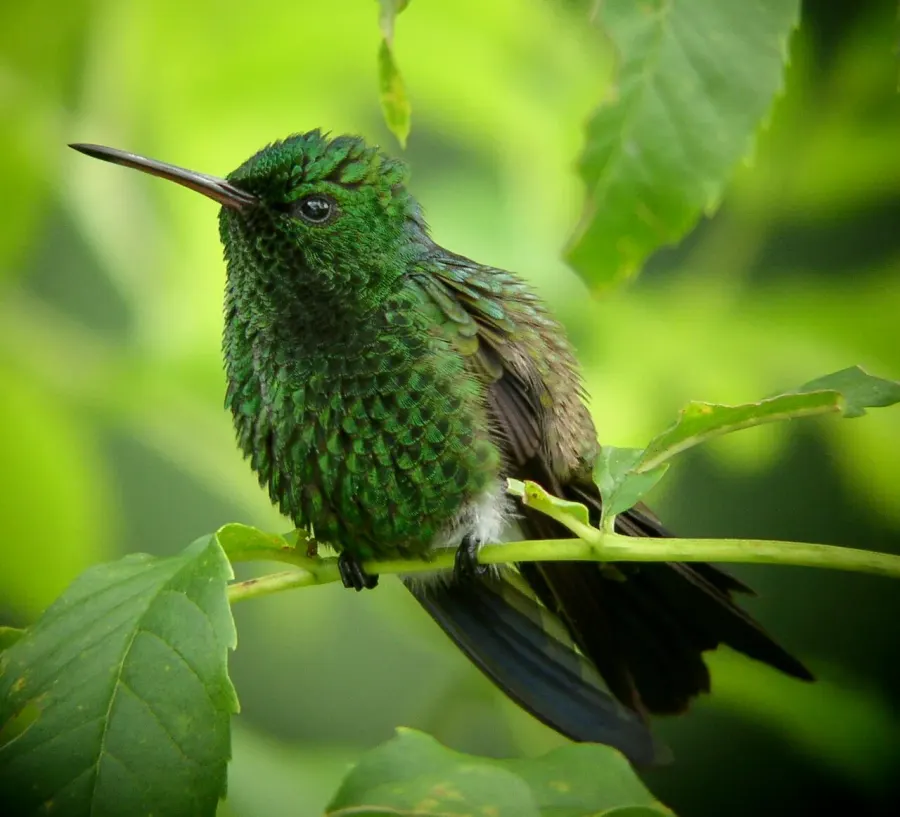 The Copper-rumped hummingbird card