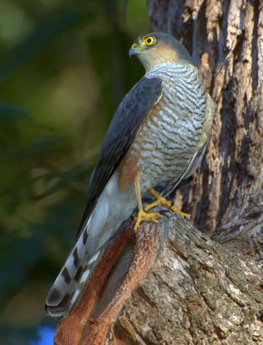 The Rufous-thighed hawk card