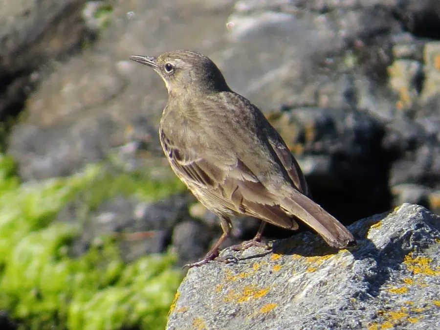 The European rock pipit card