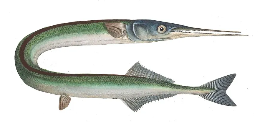 The Garfish card