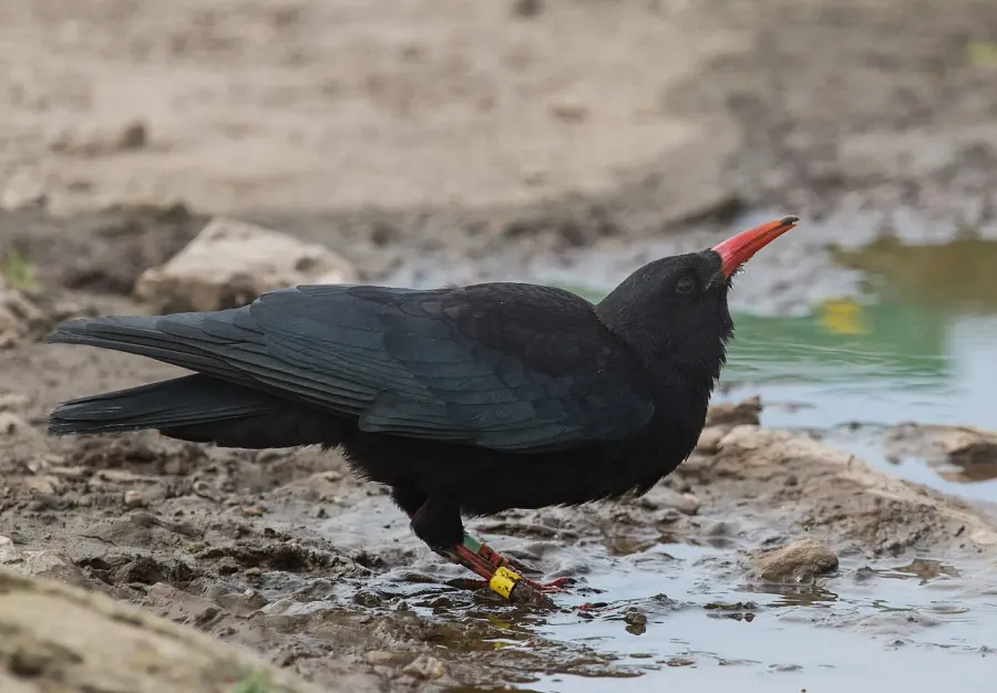 The Red-billed chough card