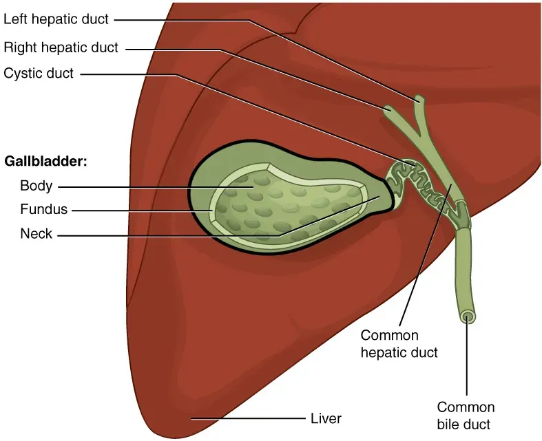The Gallbladder card