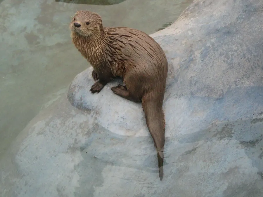 The Marine otter card
