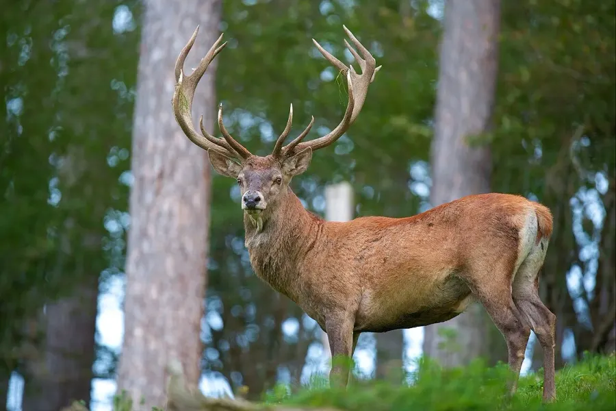 La carte Cervus