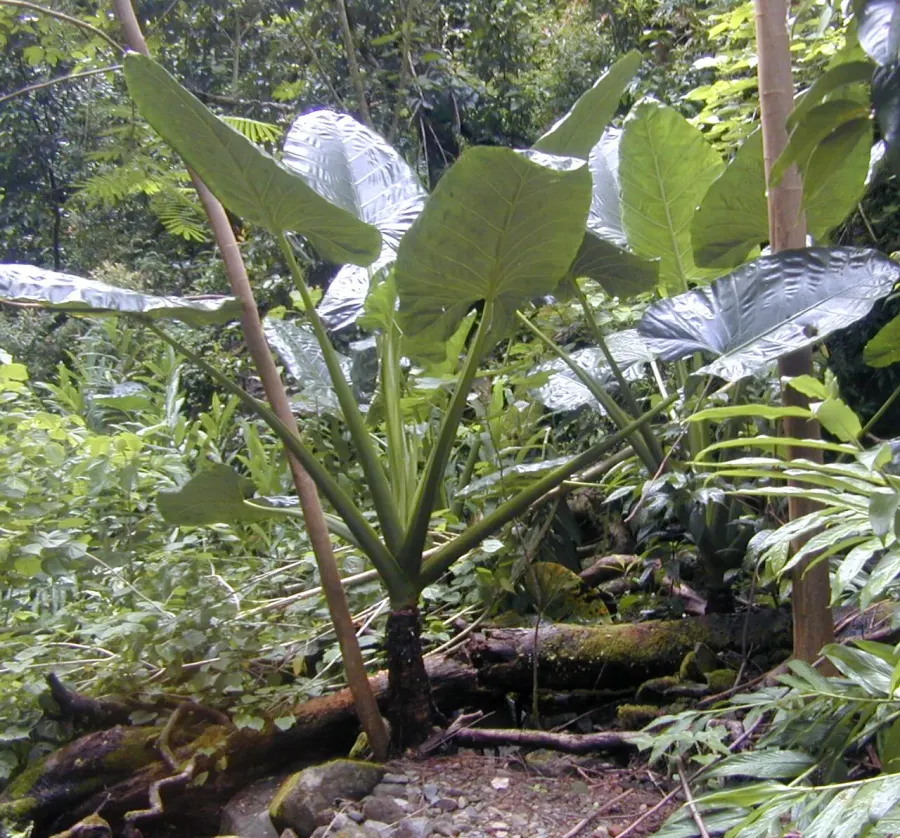 La carte Alocasia