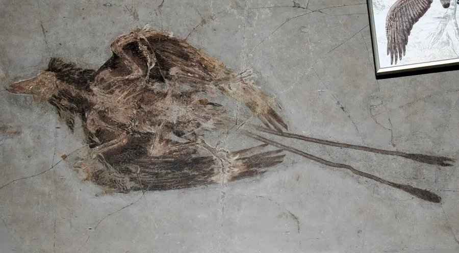 La carte Confuciusornis