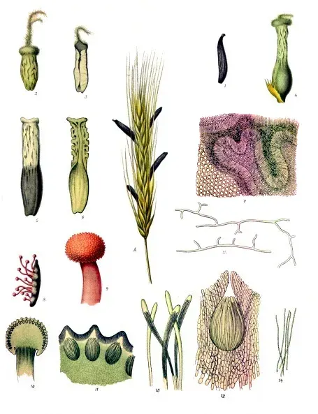 La carte Claviceps