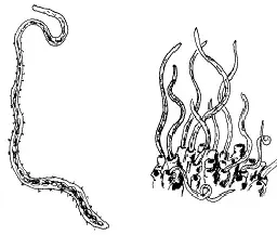 La carte Naididae