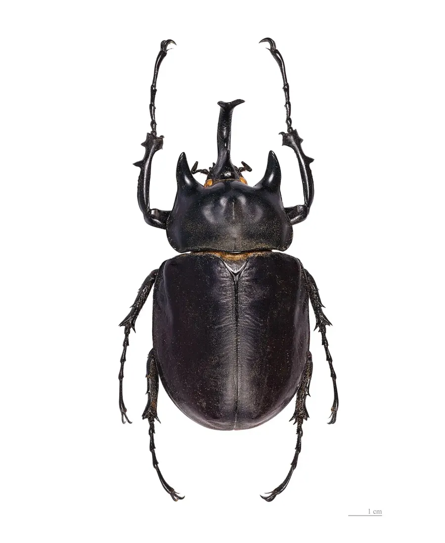 The Actaeon beetle card