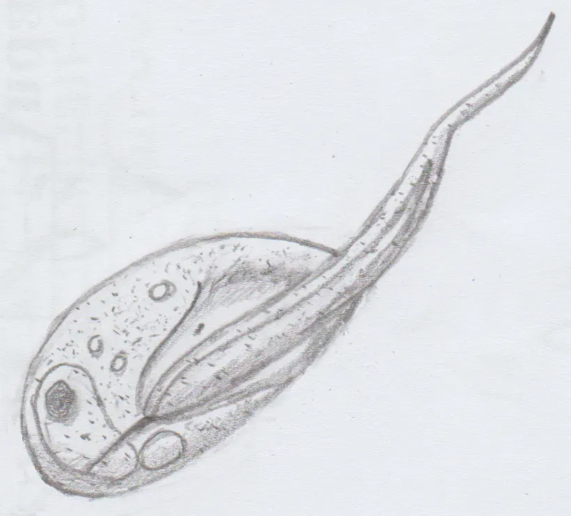 The Apusozoa card