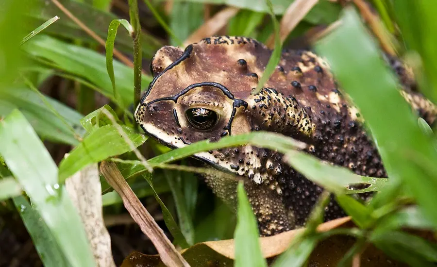 La carte Crapaud