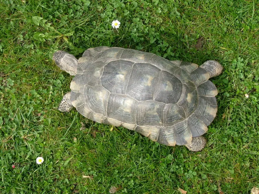La carte Testudo marginata