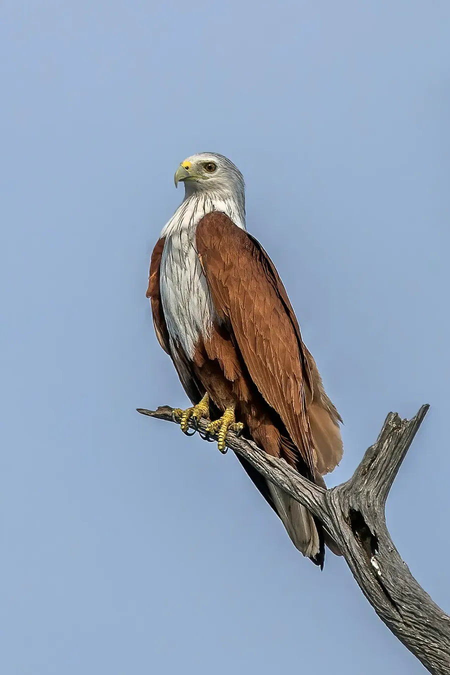 The Brahminy kite card