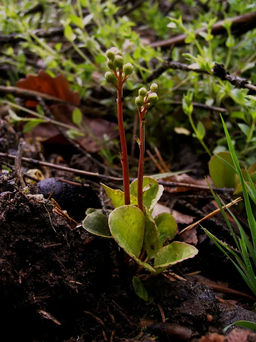La carte Pyrola media