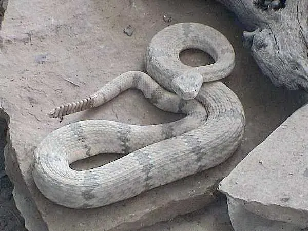 The Crotalus lepidus card