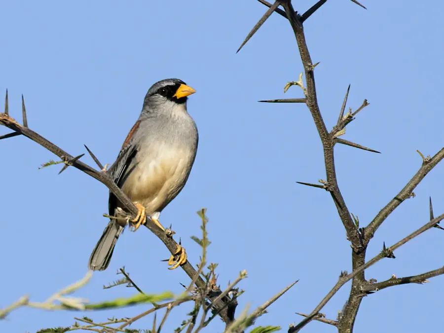 The Little Inca finch card