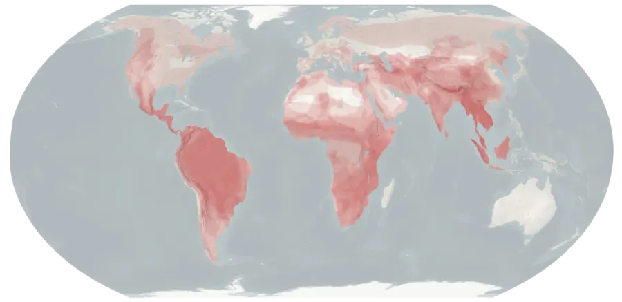 La carte Félinologie