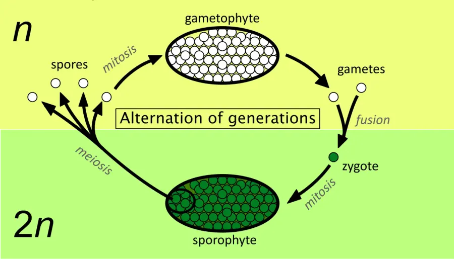 La carte Sporophyte