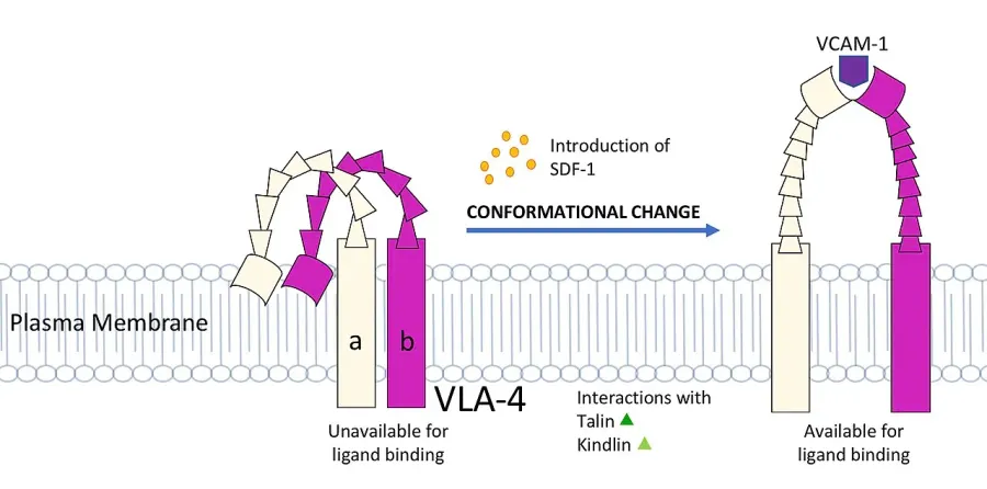 The Conformational change card
